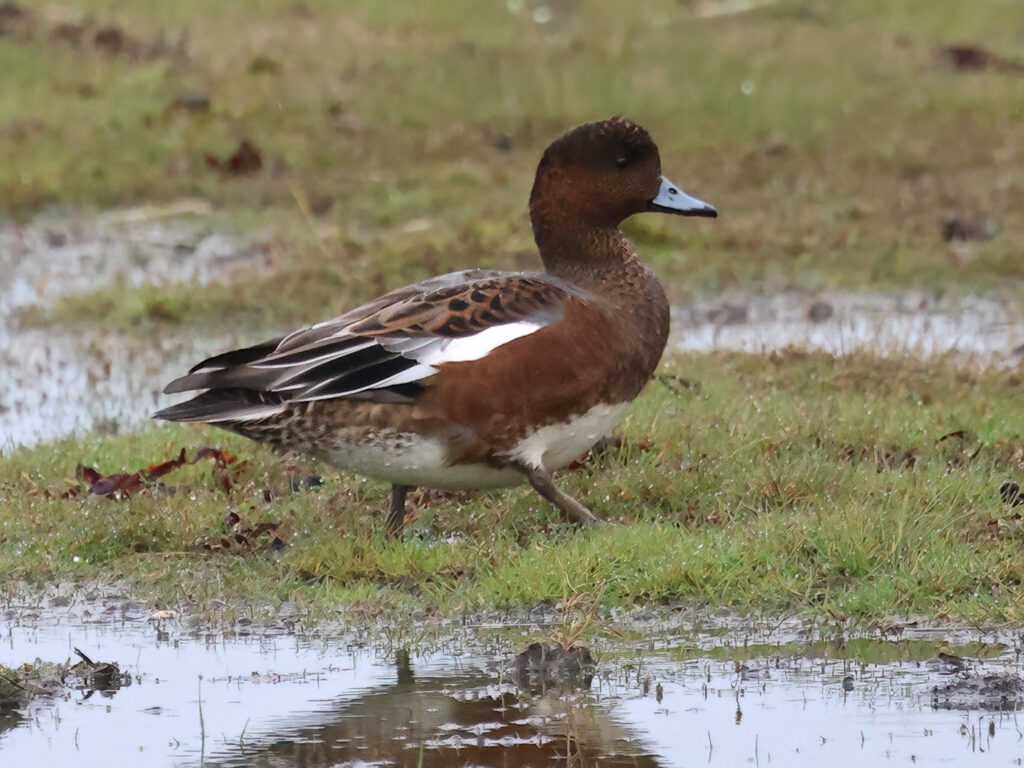 Bläsand (Wigeon), Ölands Södra Udde