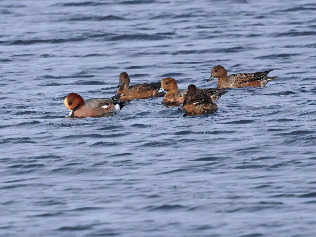 Bläsand (Wigeon), Ölands Södra Udde