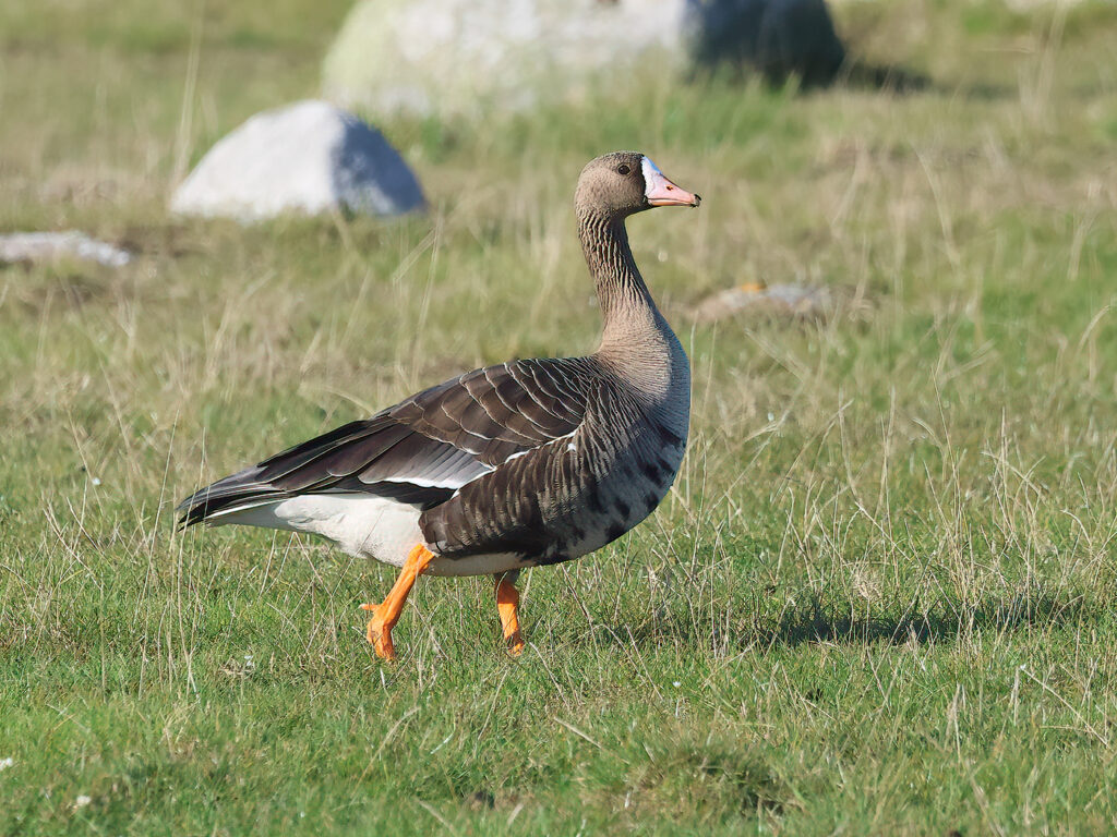 Bläsgås (White-fronted Goose) vid Fyrvägen, Ottenby, Öland