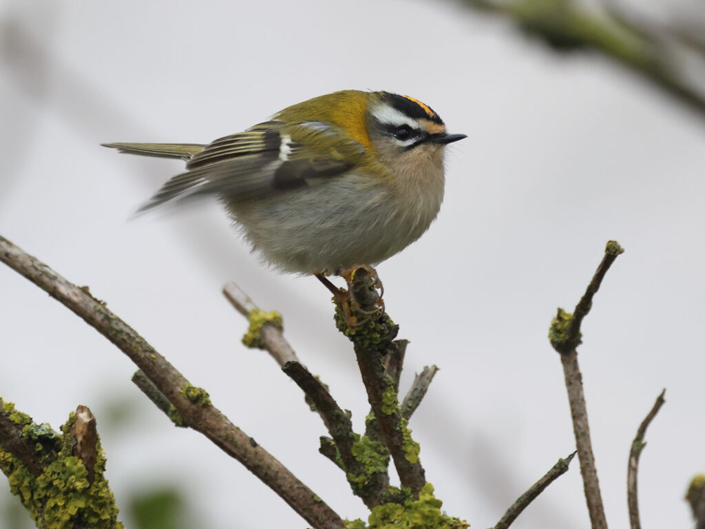 Brandkronad kungsfågel (Firecrest) vid Fyrträdgården, Ölands Södra Udde