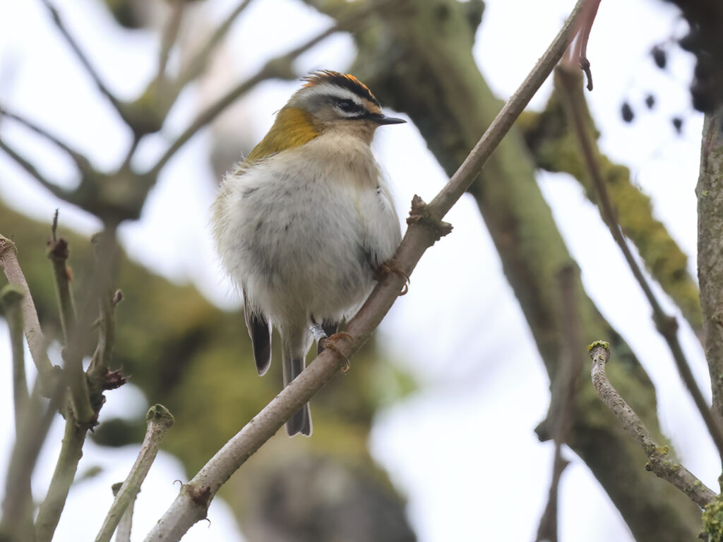 Brandkronad kungsfågel (Firecrest) vid Fyrträdgården, Ölands Södra Udde