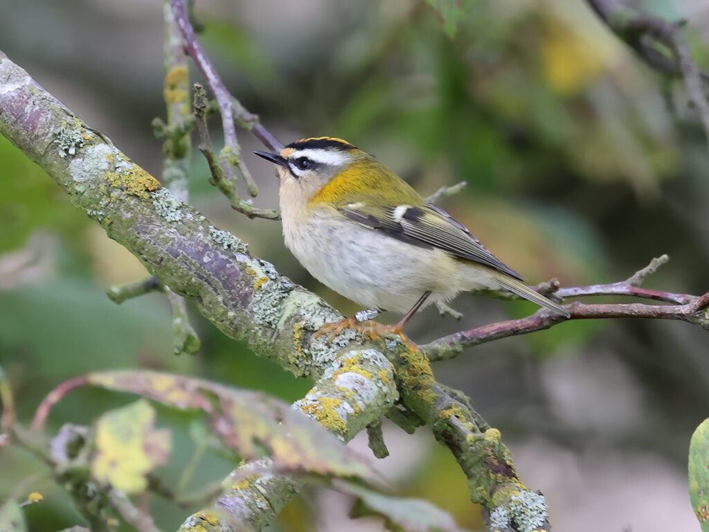 Brandkronad kungsfågel (Firecrest) vid Fyrträdgården, Ölands Södra Udde