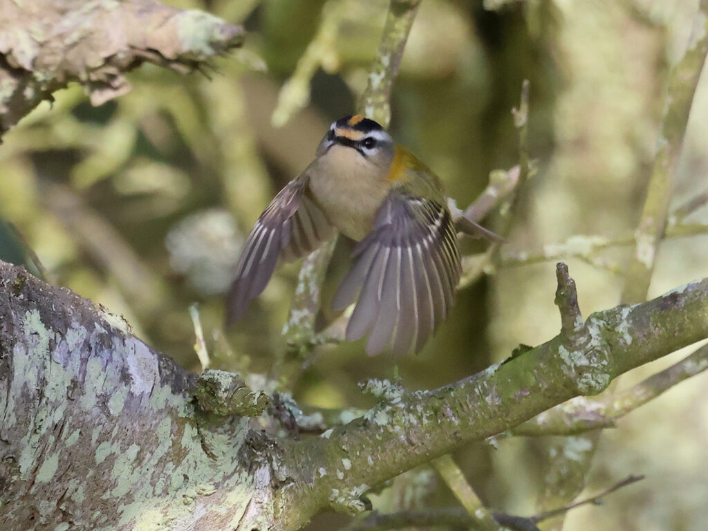 Brandkronad kungsfågel (Firecrest) vid Fyrträdgården, Ölands Södra Udde