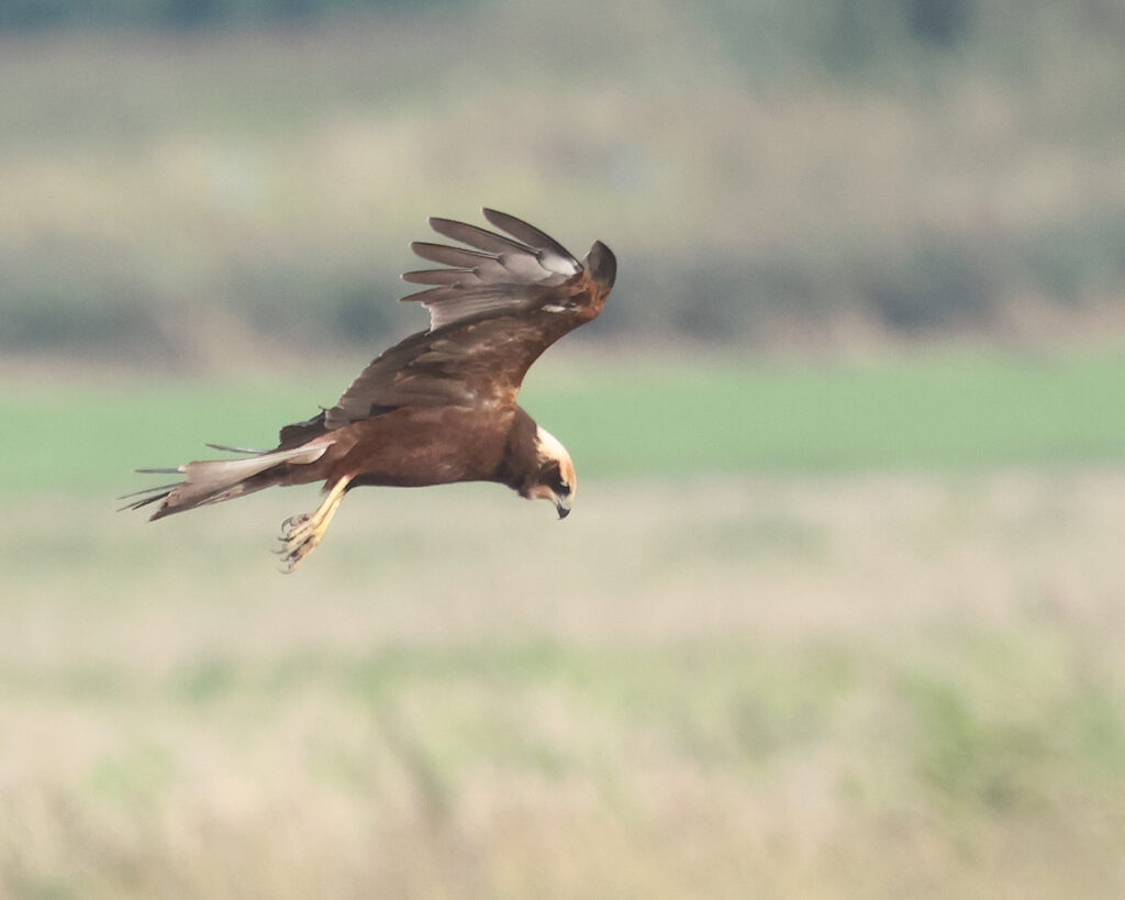 Brun kärrhök (Marsh Harrier) vid Tjolöholm, Halland