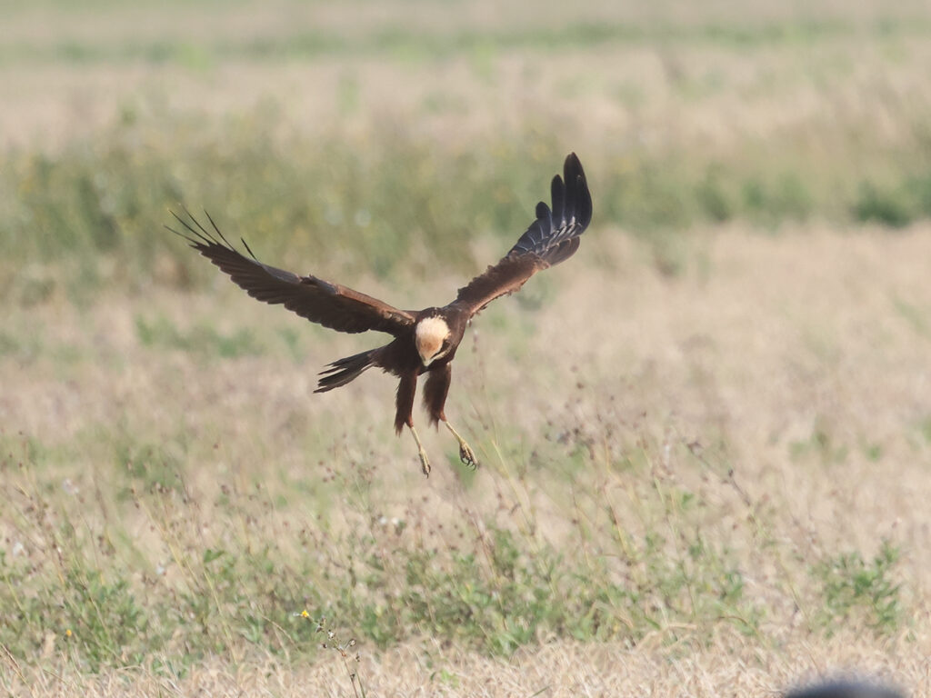 Brun kärrhök (Marsh Harrier) vid Tjolöholm, Halland