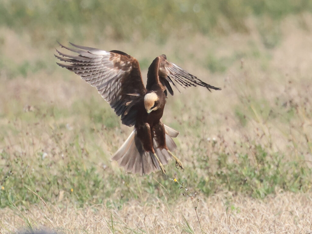 Brun kärrhök (Marsh Harrier) vid Tjolöholm, Halland