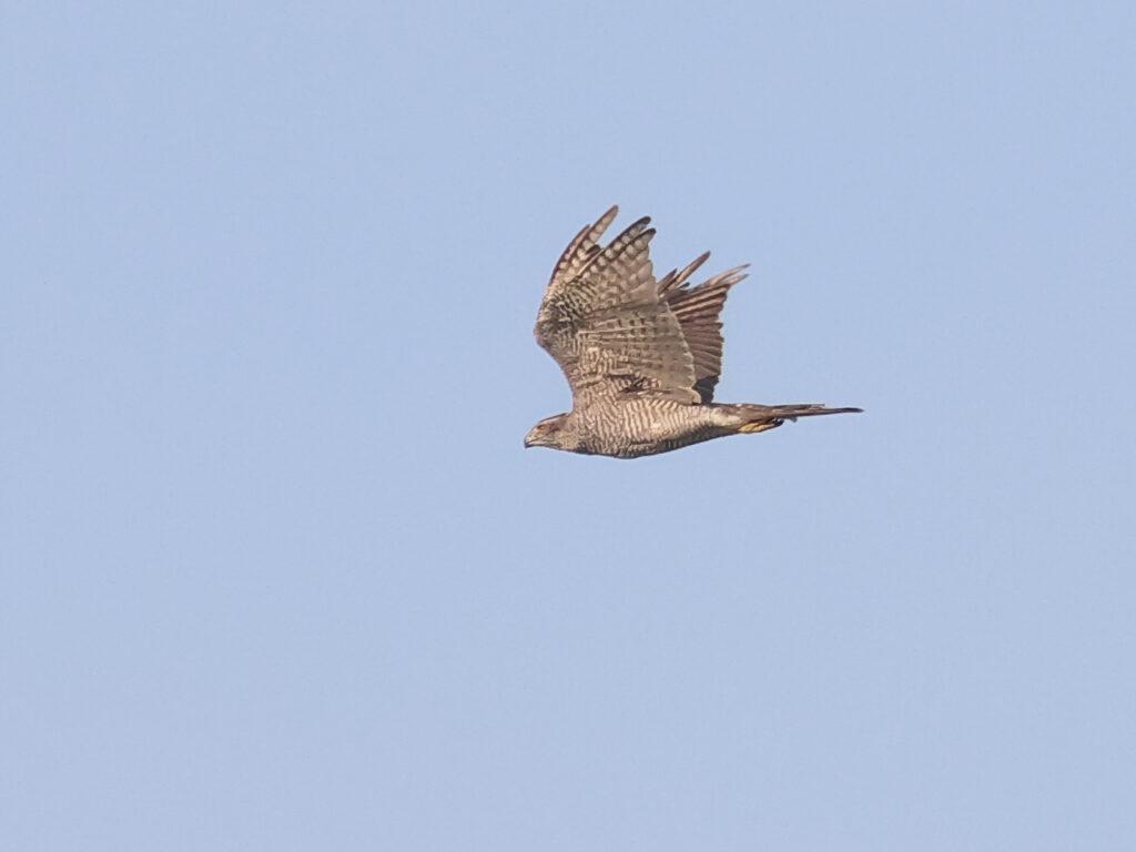 Duvhök (Goshawk) vid Stora Amundö, Göteborg