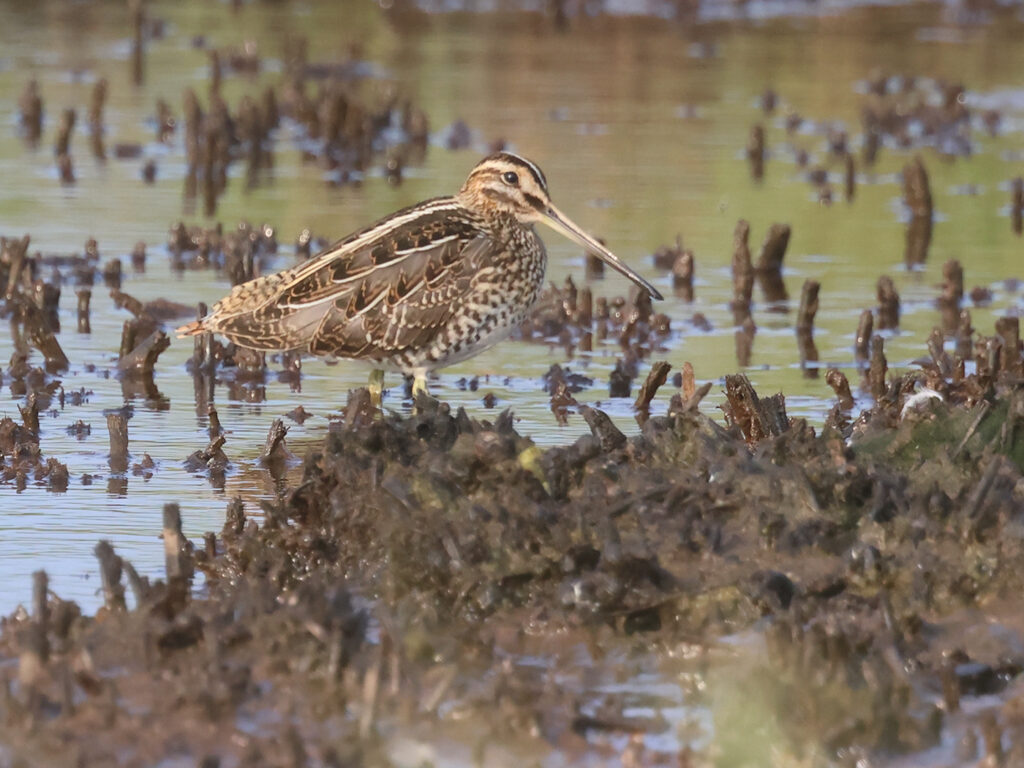 Enkelbeckasin (Snipe) vid Stora Amundö, Göteborg