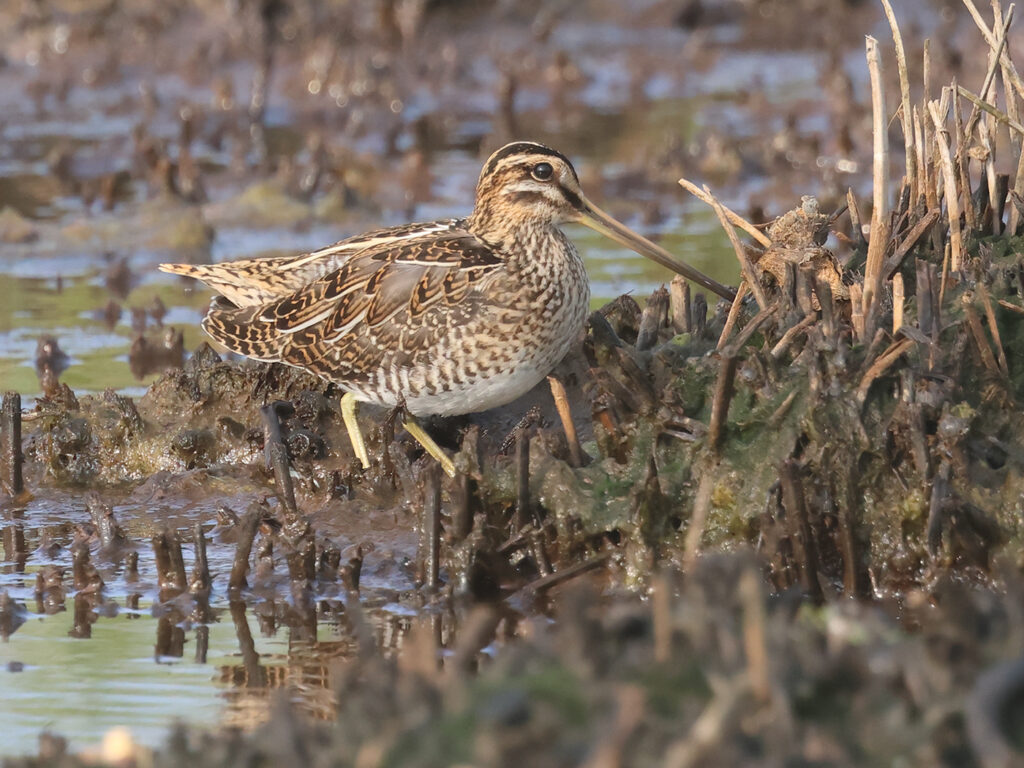 Enkelbeckasin (Snipe) vid Stora Amundö, Göteborg