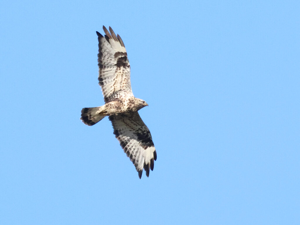 Fjällvråk (Rough-legged Buzzard) vid Sjöbol, LIs Mosse i Halland