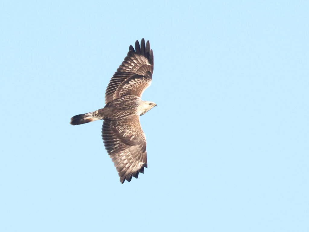 Fjällvråk (Rough-legged Buzzard) vid Eketorps Borg, Öland