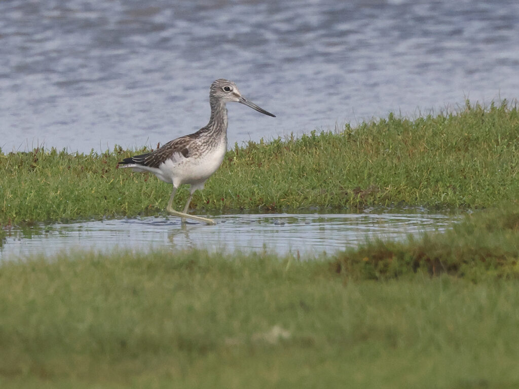 Gluttsnäppa (Greenshank) vid Stora Amundö, Götebprg