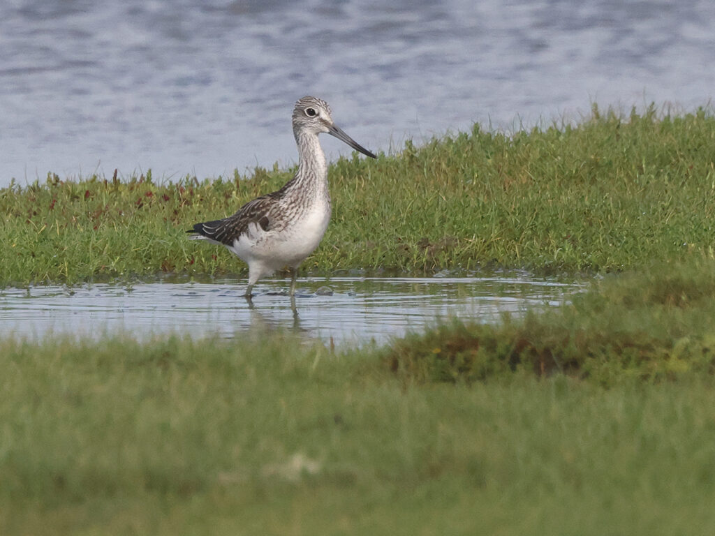 Gluttsnäppa (Greenshank) vid Stora Amundö, Göteborg 25/08/2024