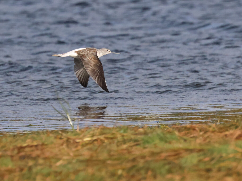 Gluttsnäppa (Greenshank) vid Stora Amundö, Göteborg