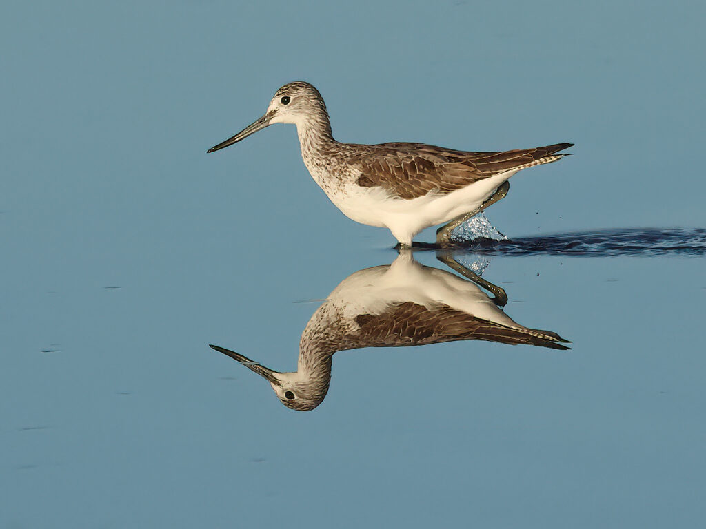 Gluttsnäppa (Greenshank) vid Stora Amundö, Göteborg