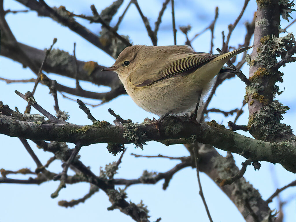 Gransångare (Chiffchaff) vid Fyrträdgården, Ölands Södra Udde