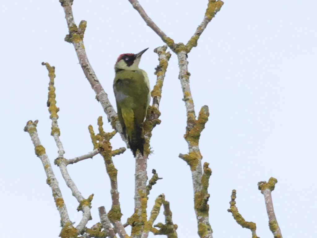 Gröngöling (Green Woodpecker) vid Sibyllas, Ottenby, Öland