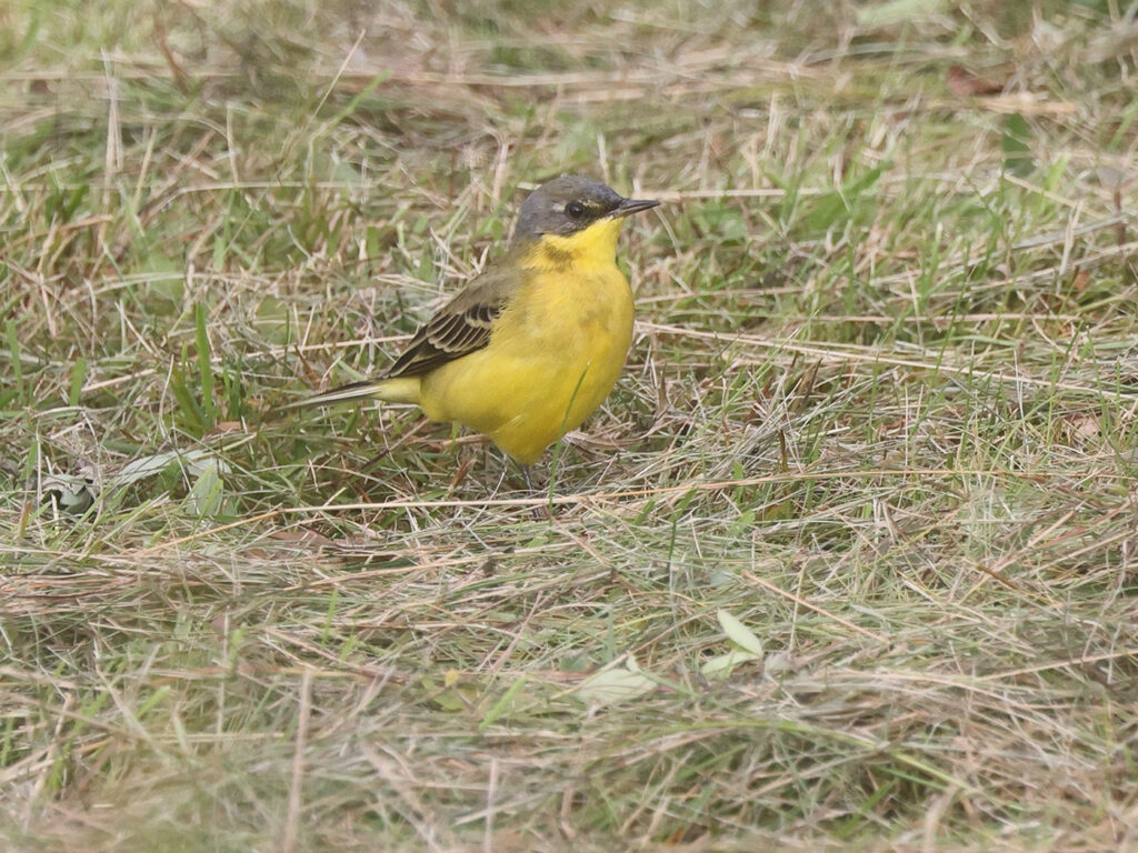 Gulärla (Yellow Wagtail) vid Stora Amundö, Göteborg