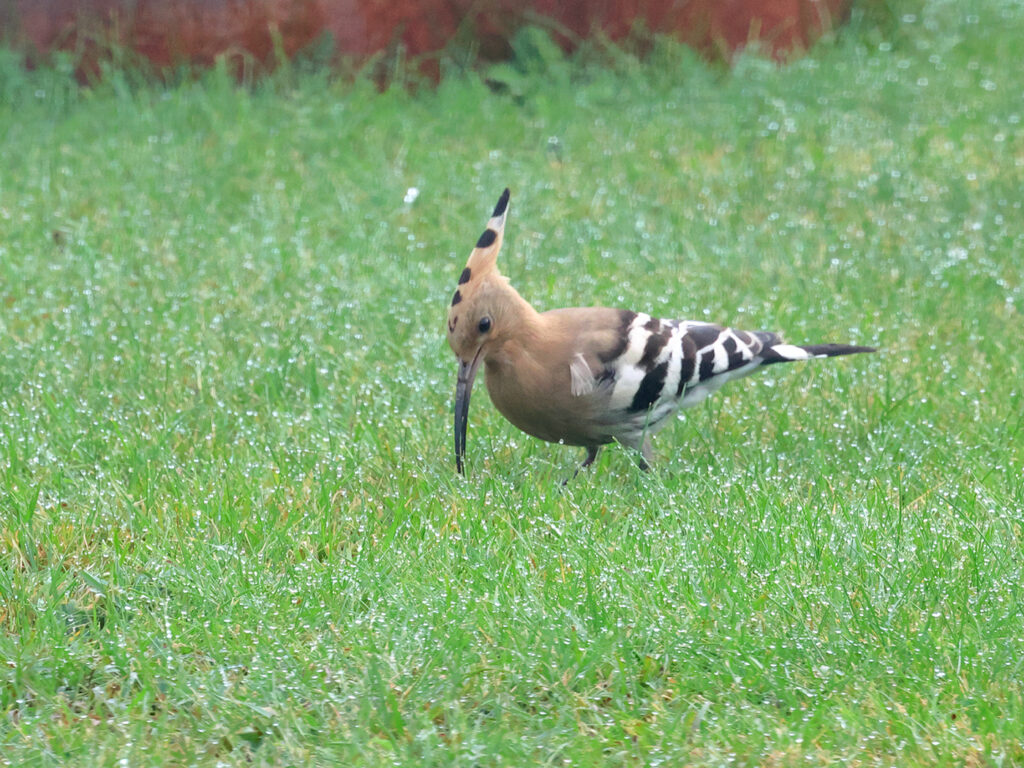 Härfågel (Hoopoe) vid Forsbäck, Kungsbacka