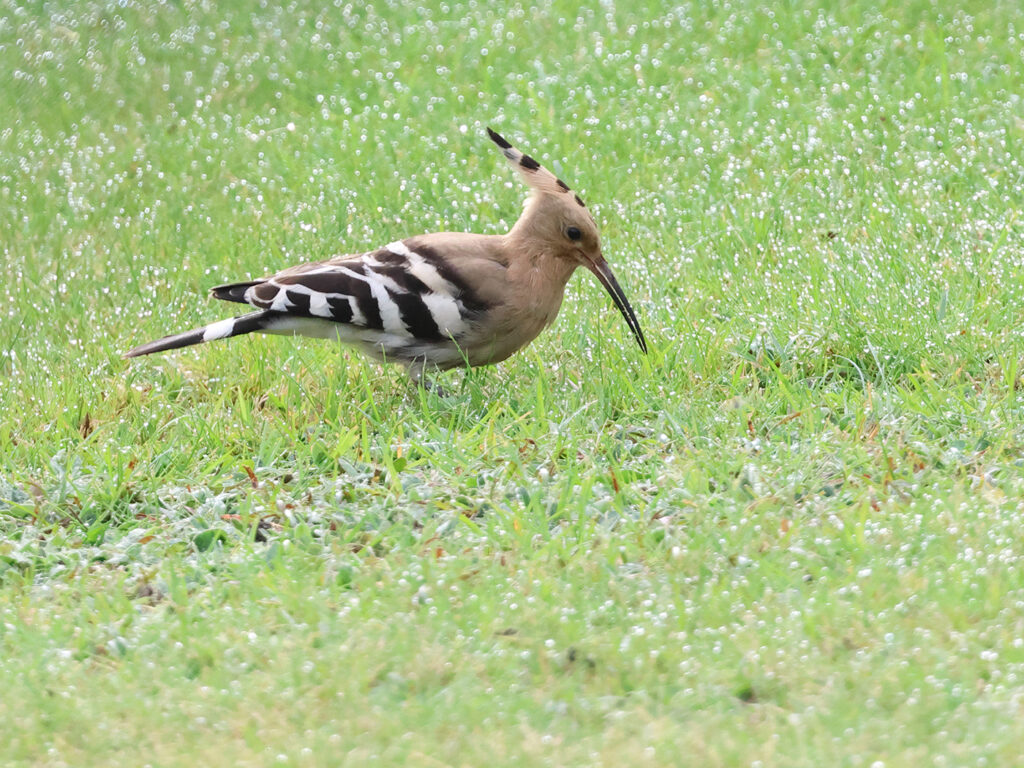 Härfågel (Hoopoe) vid Forsbäck, Kungsbacka