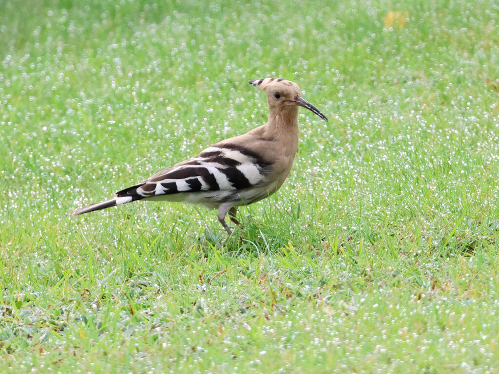 Härfågel (Hoopoe) vid Forsbäck, Kungsbacka