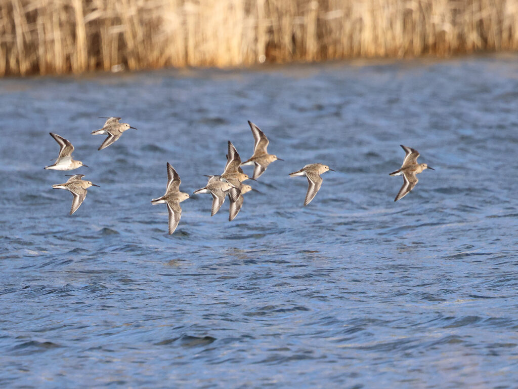 Kärrsnäppa (Dunlin) vid Stora Amundö, Göteborg