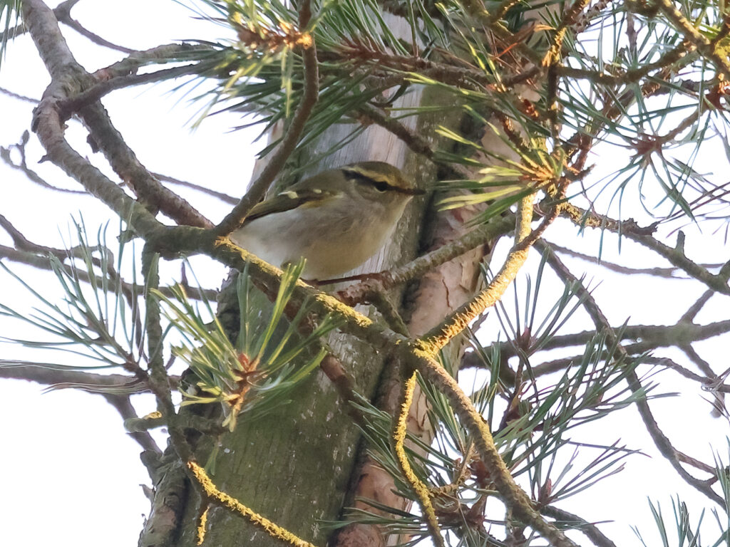 Kungsfågelsångare (Pallas's leaf warbler) vid Ventlige hamn, Öland