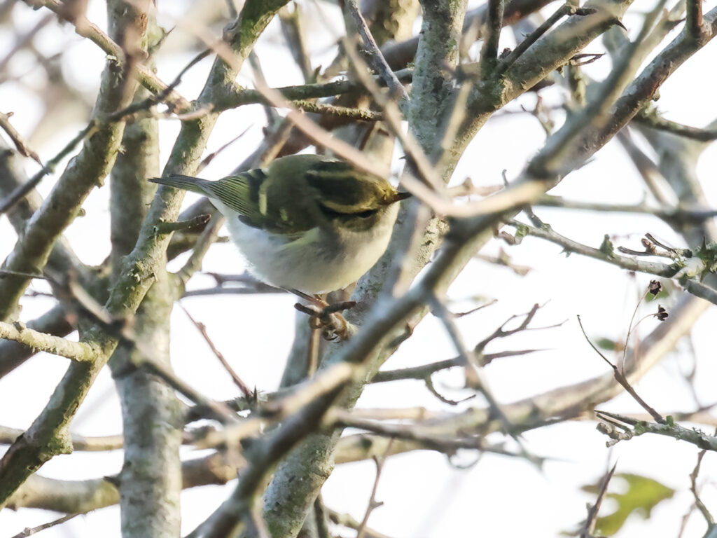 Kungsfågelsångare (Pallas's leaf warbler) vid Ventlige hamn, Öland