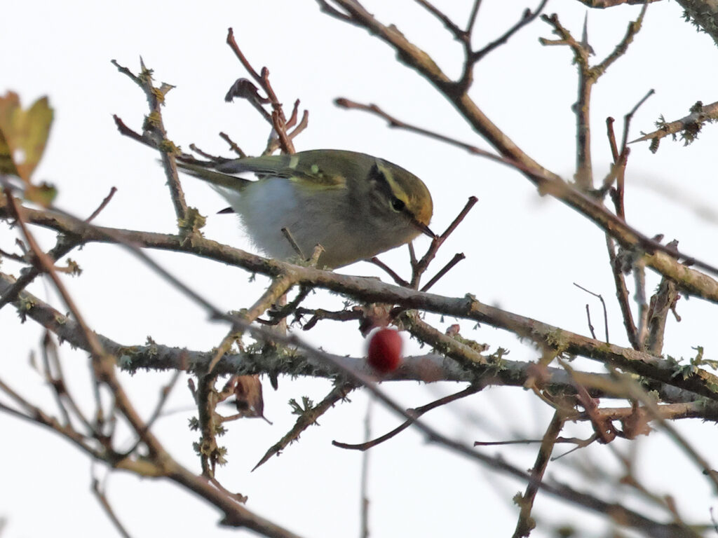 Kungsfågelsångare (Pallas's leaf warbler) vid Ventlige hamn, Öland