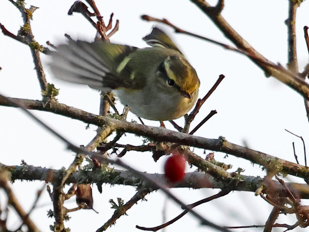 Kungsfågelsångare (Pallas's leaf warbler) vid Ventlige hamn, Öland