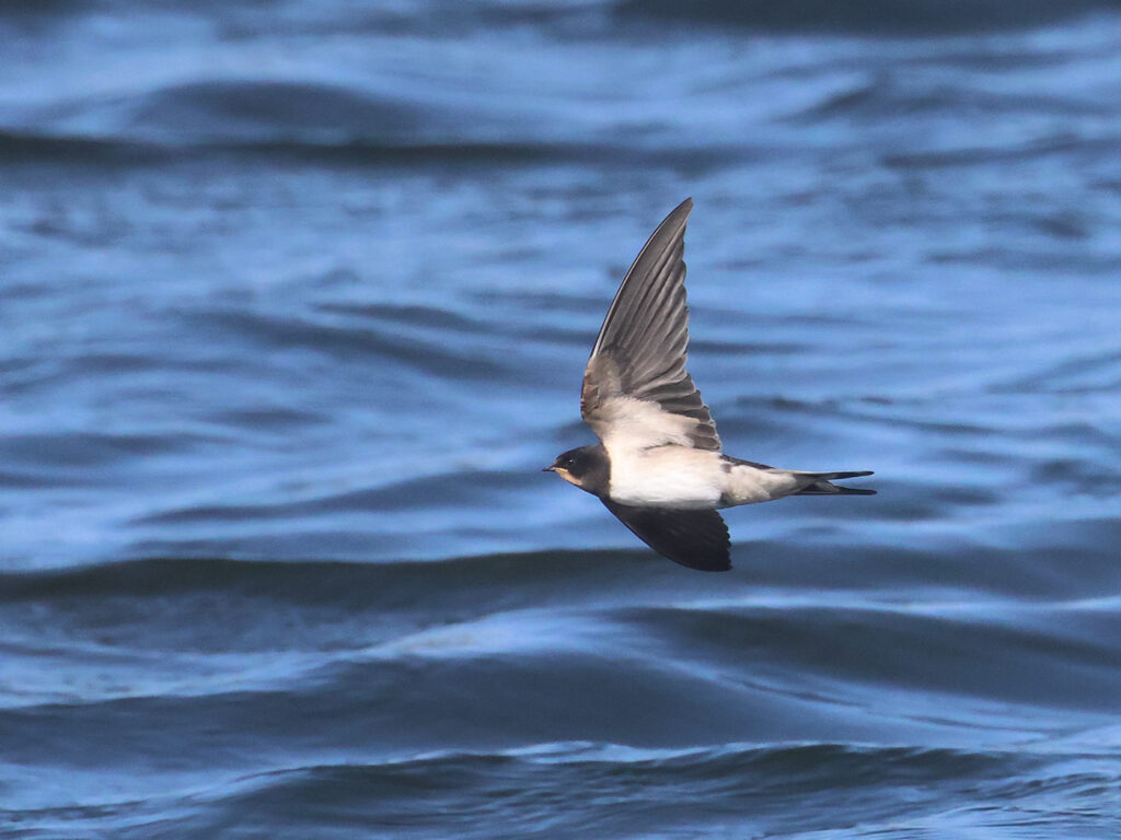 Ladusvala (Barn Swallow) vid Stora Amundö, Göteborg