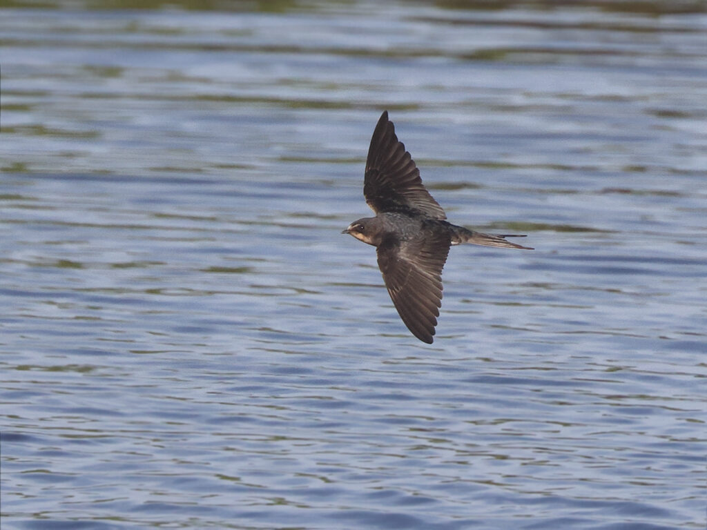 Ladusvala (Barn Swallow) vid Stora Amundö, Göteborg