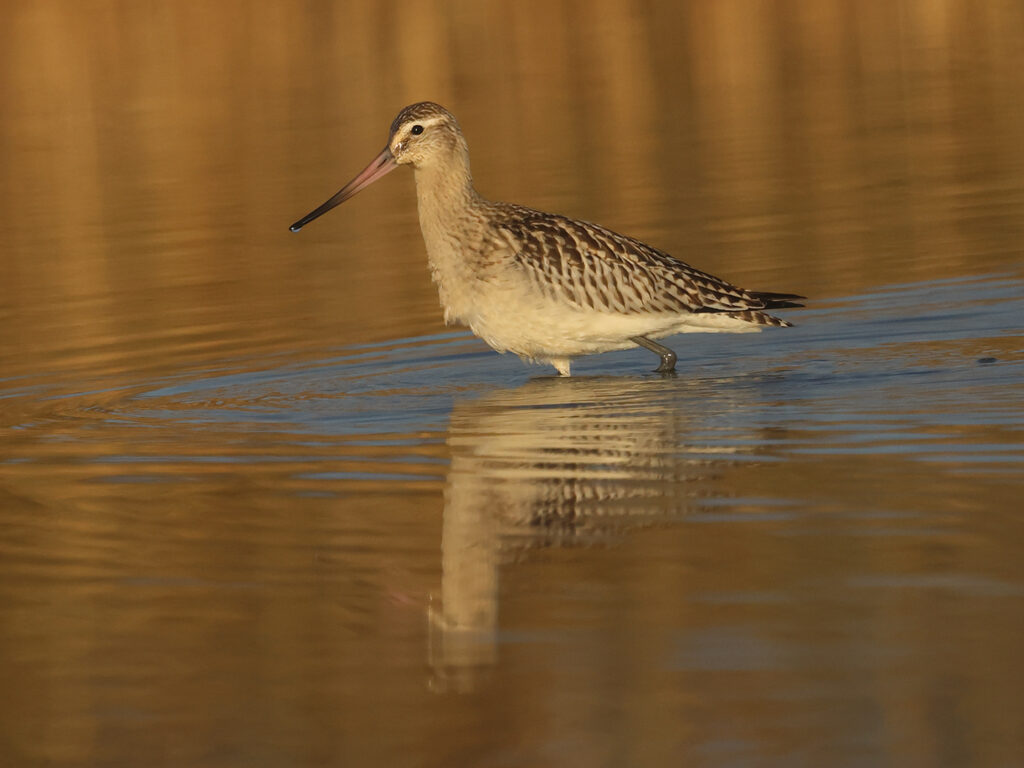 Myrspov (Bar-tailed Godwit) vid Stora Amundö utanför Göteborg.