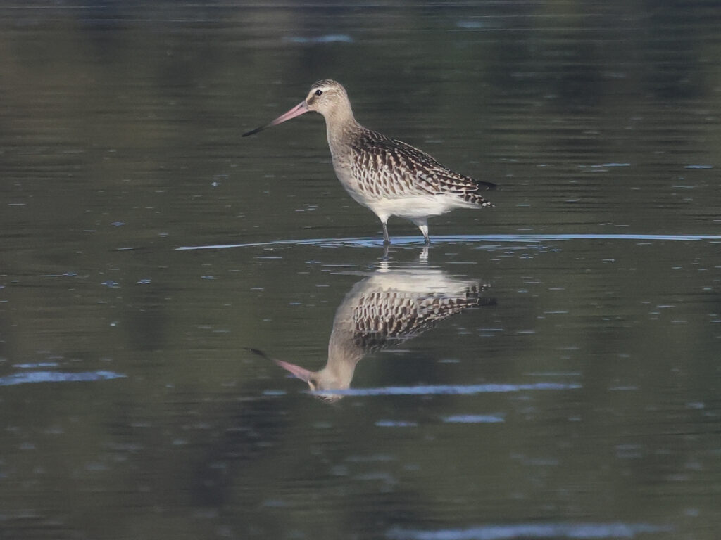 Myrspov (Bar-tailed Godwit) vid Stora Amundö utanför Göteborg.