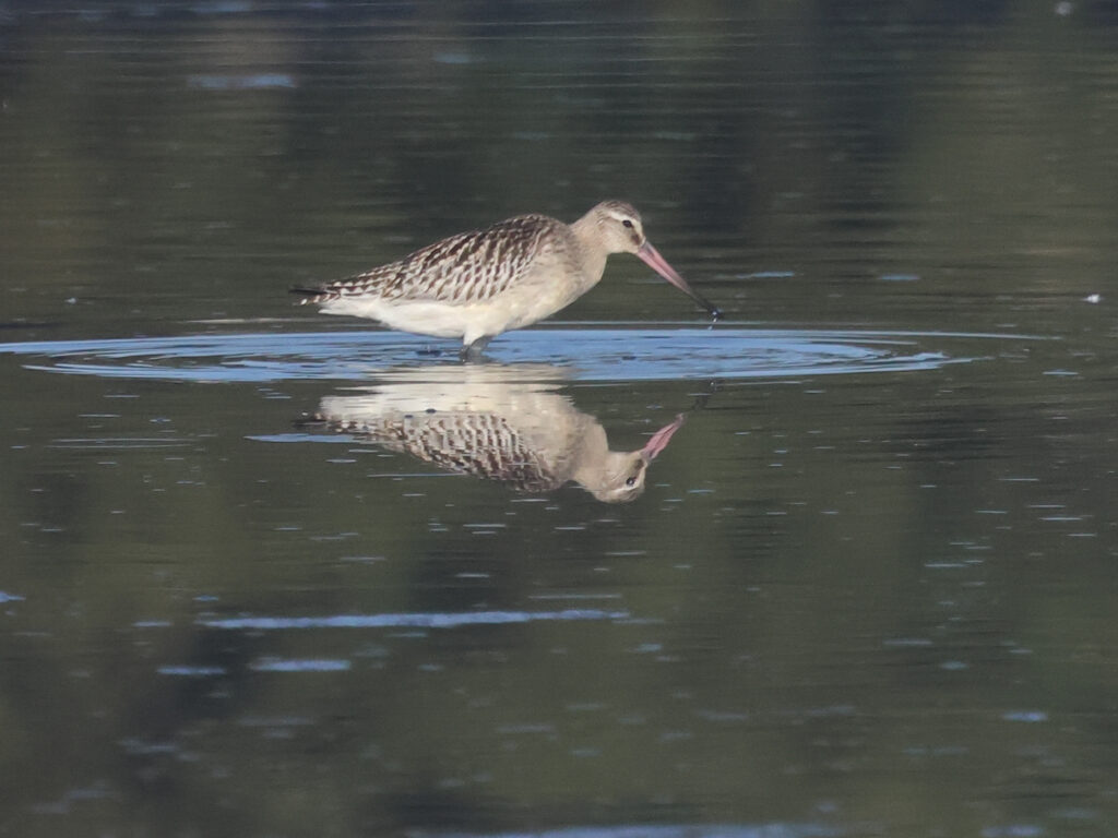 Myrspov (Bar-tailed Godwit) vid Stora Amundö utanför Göteborg.