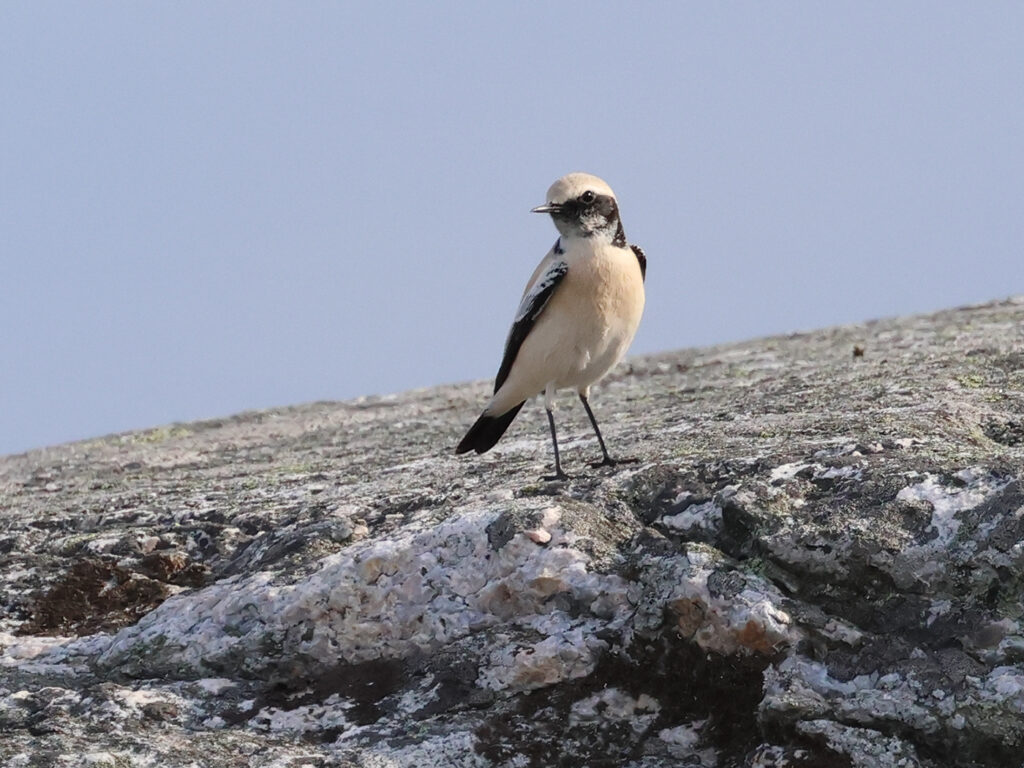 Ökenstenskvätta (Desert Wheatear) på Marstrand, Bohuslän