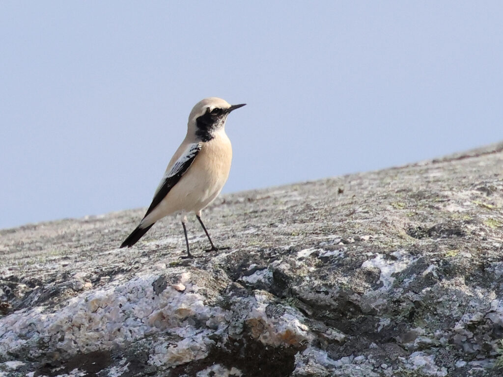 Ökenstenskvätta (Desert Wheatear) på Marstrand, Bohuslän