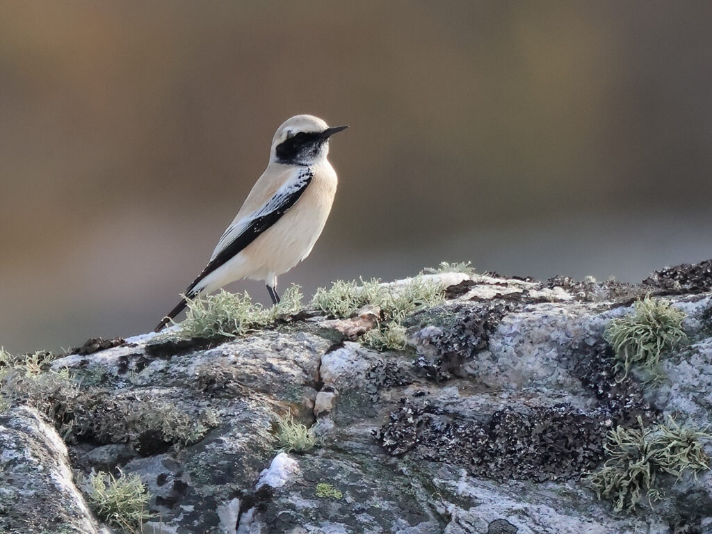 Ökenstenskvätta (Desert Wheatear) på Marstrand, Bohuslän