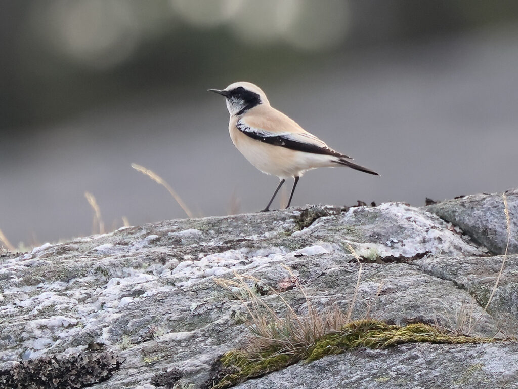 Ökenstenskvätta (Desert Wheatear) på Marstrand, Bohuslän