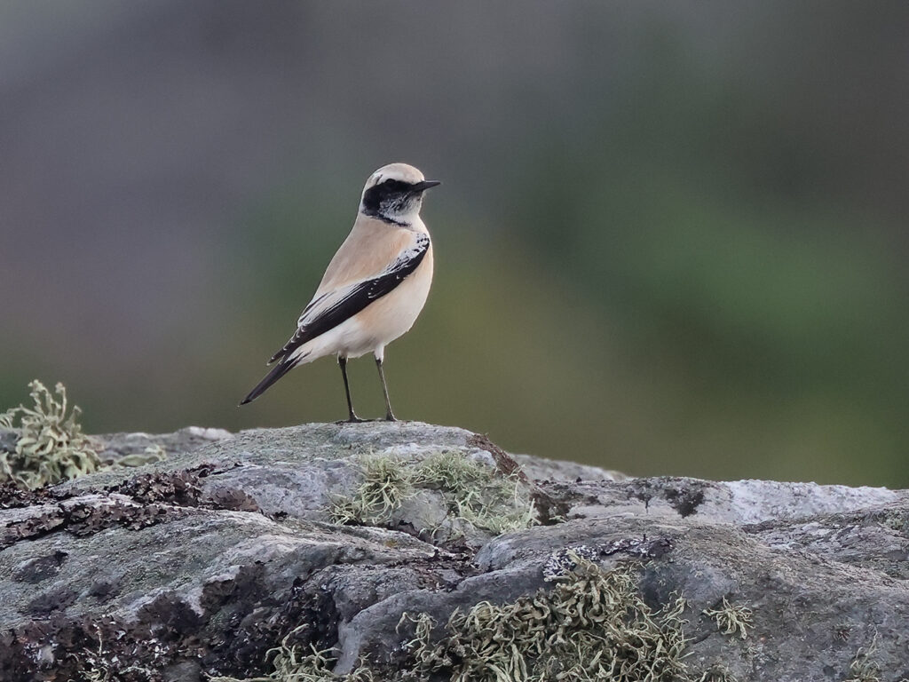 Ökenstenskvätta (Desert Wheatear) på Marstrand, Bohuslän