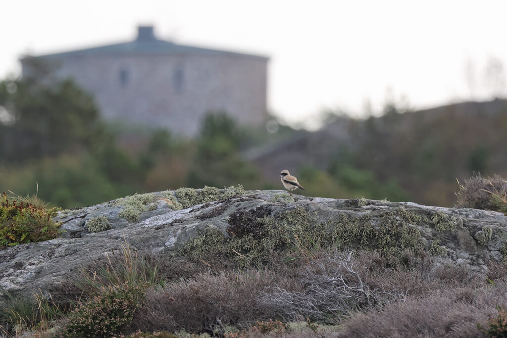 Ökenstenskvätta (Desert Wheatear) på Marstrand, Bohuslän