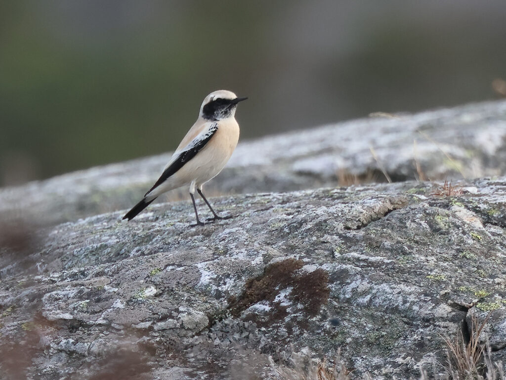 Ökenstenskvätta (Desert Wheatear) på Marstrand, Bohuslän