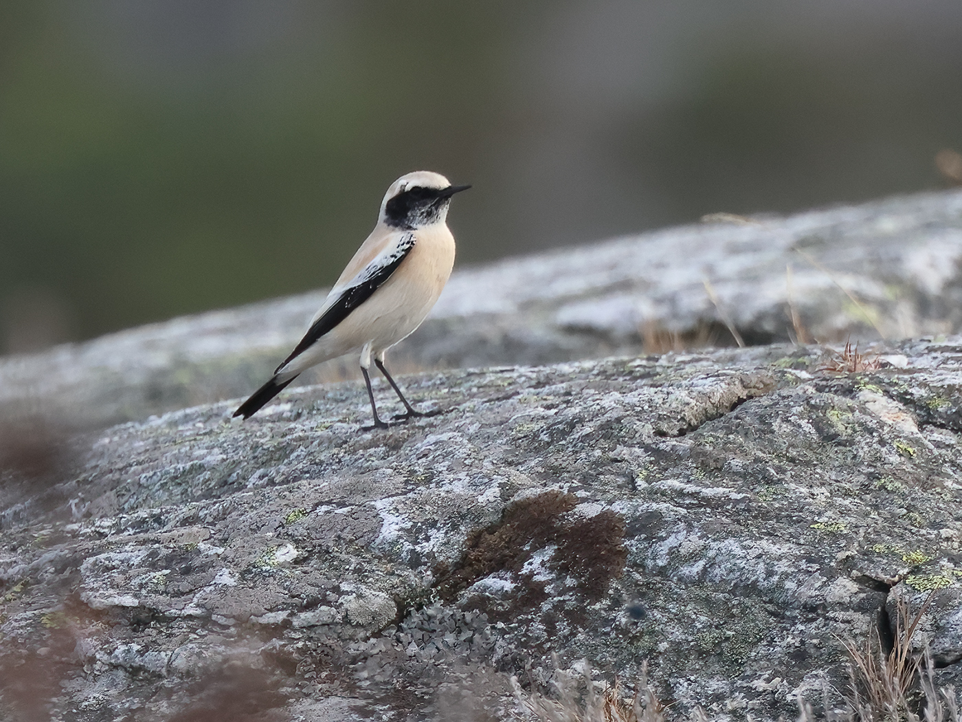 Ökenstenskvätta (Desert Wheatear) vid Marstrand, Bohuslän