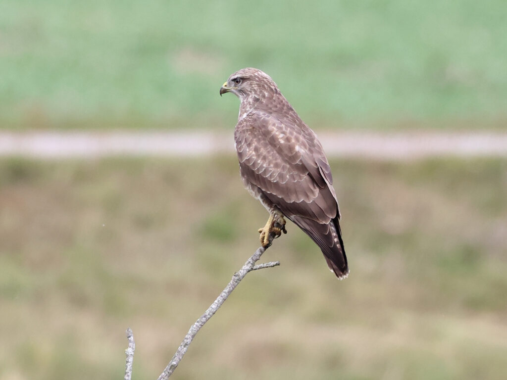 Ormvråk (Common Buzzard) vid Munkagård, Halland