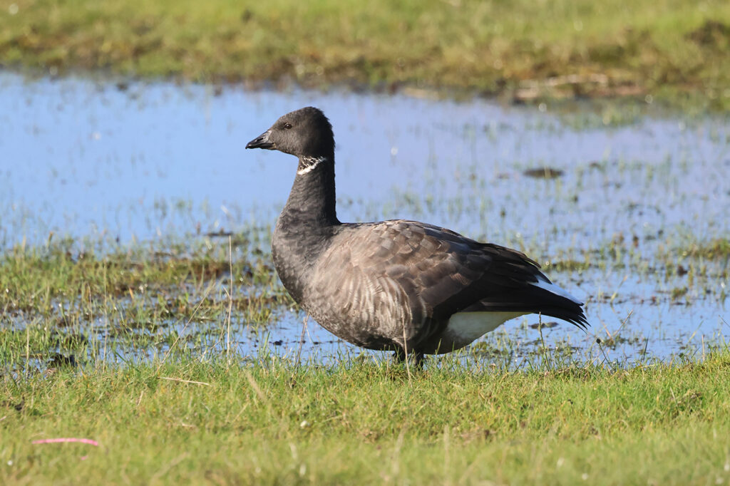 Prutgås (Brent Goose) vid Fyrvägen Ottenby Öland