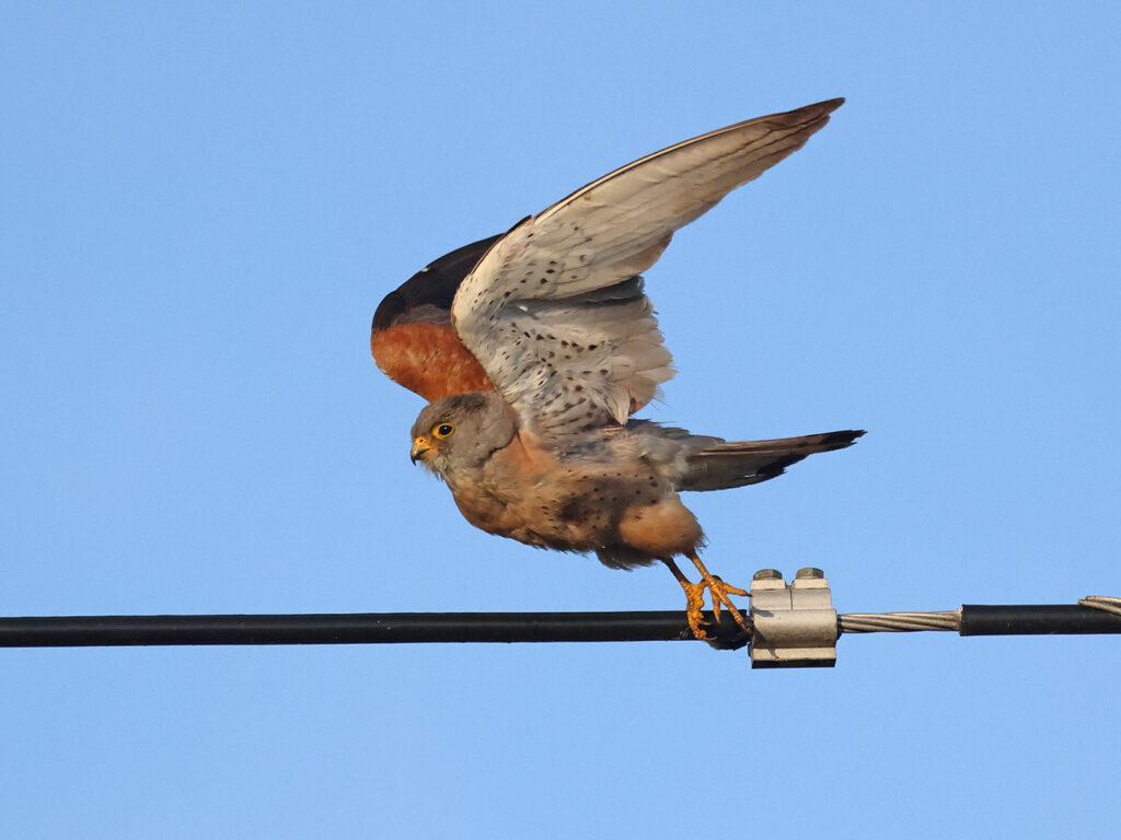 Rödfalk (Lessert Kestrel) vid Torhamns Udde i Blekinge