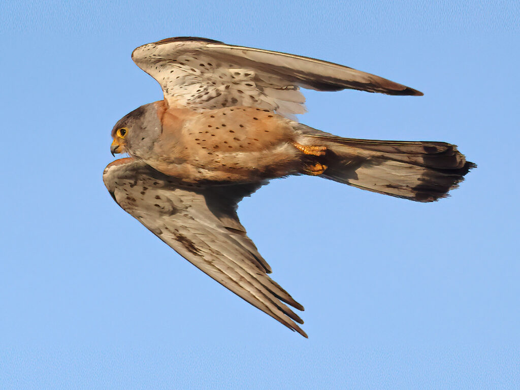 Rödfalk (Lessert Kestrel) vid Torhamns Udde i Blekinge