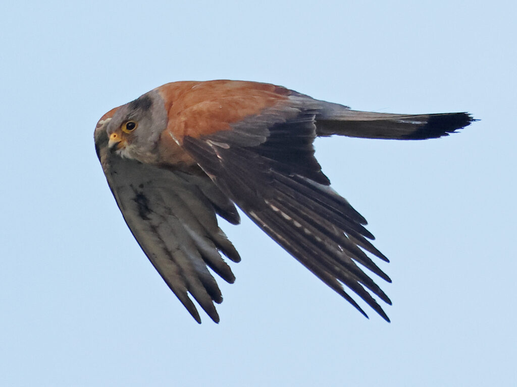 Rödfalk (Lessert Kestrel) vid Torhamns Udde i Blekinge