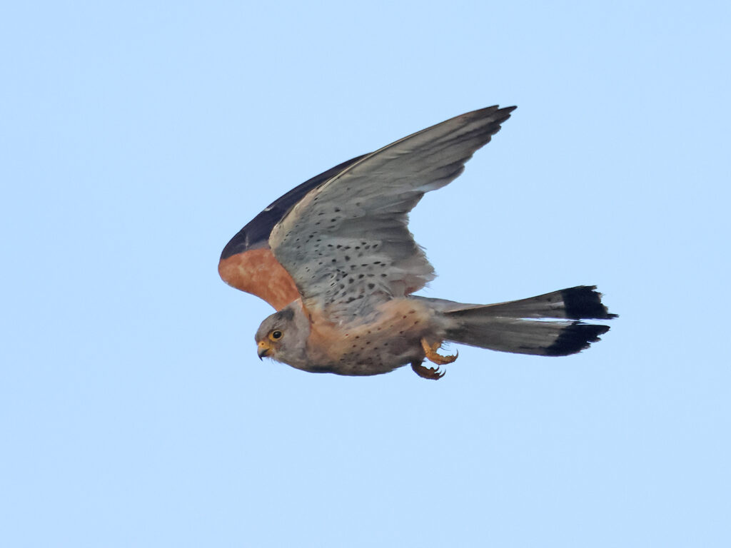 Rödfalk (Lessert Kestrel) vid Torhamns Udde i Blekinge