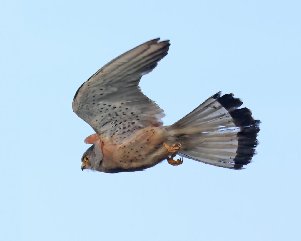 Rödfalk (Lessert Kestrel) vid Torhamns Udde i Blekinge